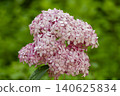 Ulsan, Jangsaengpo Hydrangea 140625834