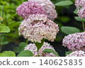 Ulsan, Jangsaengpo Hydrangea 140625835