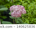 Ulsan, Jangsaengpo Hydrangea 140625836