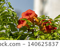 Ulsan, Jangsaengpo Hydrangea 140625837