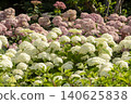 Ulsan, Jangsaengpo Hydrangea 140625838