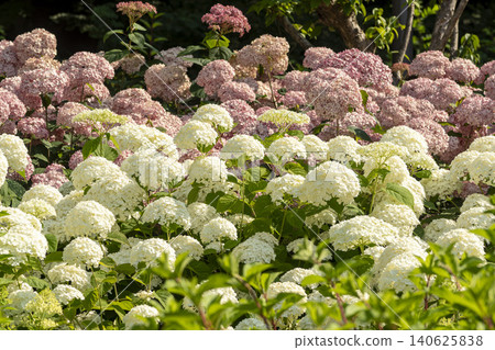 Ulsan, Jangsaengpo Hydrangea Ulsan, Jangsaengpo Hydrangea 140625838