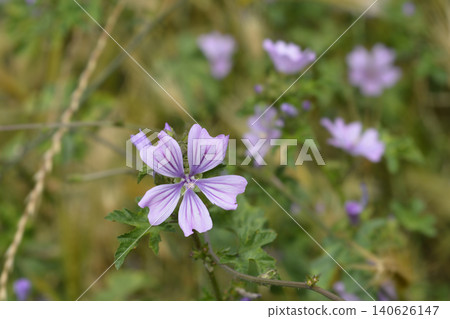 Common Mallow Purple Flower Close-up Common Mallow Purple Flower Close-up 140626147