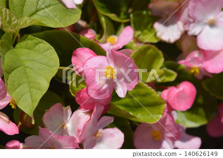 Blooming Pink Wax Begonia Flowers Close-up Blooming Pink Wax Begonia Flowers Close-up 140626149