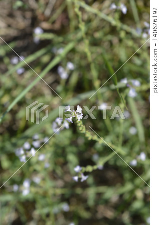 Small Light Purple Flowers of Common Vervain Small Light Purple Flowers of Common Vervain 140626192