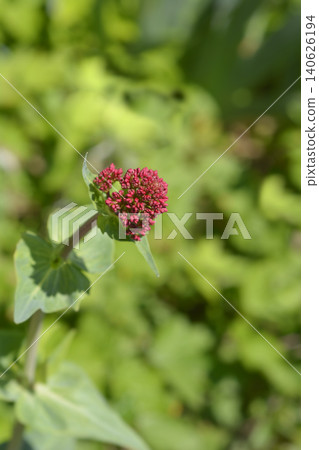 Red Valerian Flower Buds Red Valerian Flower Buds 140626194