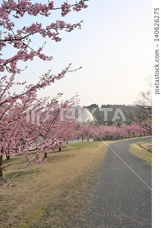 Kawazu cherry blossoms at Niigata Prefectural Botanical Garden (Niitsu, Akiha Ward, Niigata City, Niigata Prefecture) Kawazu cherry blossoms at Niigata Prefectural Botanical Garden (Niitsu, Akiha Ward, Niigata City, Niigata Prefecture) 140626275