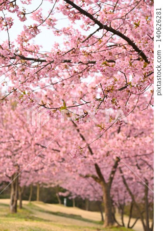 Kawazu cherry blossoms at Niigata Prefectural Botanical Garden (Niitsu, Akiha Ward, Niigata City, Niigata Prefecture) 140626281