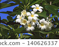 Scenery with plumeria 140626337