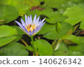 Water lily and bees 140626342