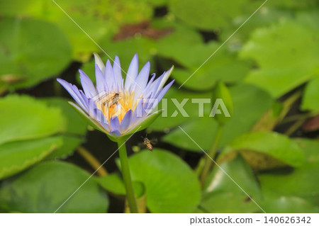 睡蓮和蜜蜂 睡蓮和蜜蜂 140626342
