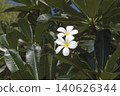 White plumeria 140626344