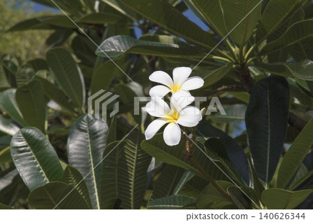 White plumeria 140626344