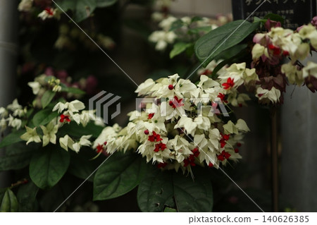 The vibrant appearance of the Clerodendrum thunbergii, with its beautiful white and red flowers. 140626385