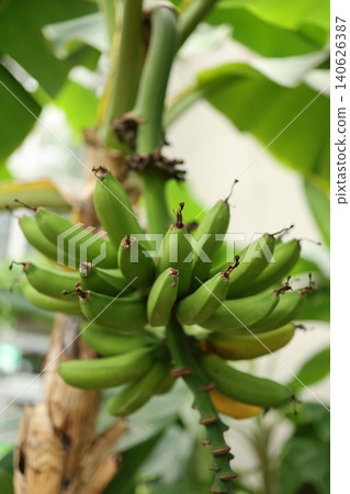 一幅生氣勃勃的熱帶天堂景象,鬱鬱蔥蔥的香蕉葉將其環繞。 一幅生氣勃勃的熱帶天堂景象,鬱鬱蔥蔥的香蕉葉將其環繞。 140626387