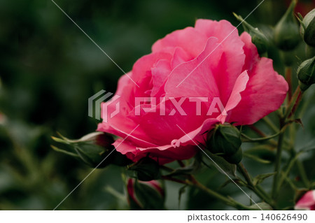 Close-up of a vibrant pink rose in a garden Close-up of a vibrant pink rose in a garden 140626490