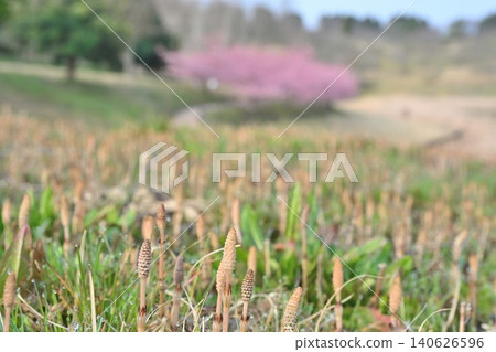 Horsetails and Kawazu cherry blossoms at Niigata Prefectural Botanical Garden (Akiha Ward, Niigata City, Niigata Prefecture) 140626596