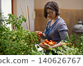Agriculture, food and woman with tomatoes in garden for growth, health or summer sustainability. Farm, nature and spring with confident mature person farming or picking vegetables in greenhouse 140626767