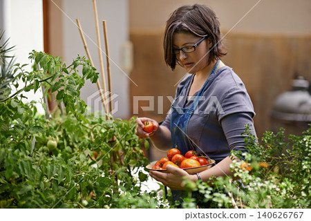 Agriculture, food and woman with tomatoes in garden for growth, health or summer sustainability. Farm, nature and spring with confident mature person farming or picking vegetables in greenhouse 140626767