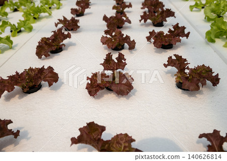 Cultivation hydroponic red and green oak in plant nursery farm, Organic vegetables. Cultivation hydroponic red and green oak in plant nursery farm, Organic vegetables. 140626814