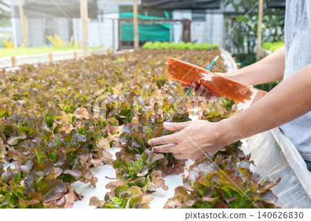 Farmer monitoring organic hydroponic red oak in plant nursery farm. Smart agriculture technology. Smart agriculture technology concept. Farmer monitoring organic hydroponic red oak in plant nursery farm. Smart agriculture technology. Smart agriculture technology concept. 140626830