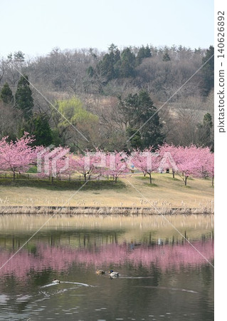 Cherry blossoms and pond at Niigata Prefectural Botanical Garden (Niitsu, Akiha Ward, Niigata City, Niigata Prefecture) 140626892