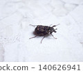Flat-horned flower beetle - side view 140626941