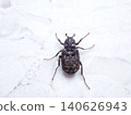 Flat-horned flower beetle - top 140626943