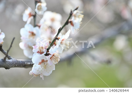 Plum blossoms at Tagami Plum Grove Park (Tagami Town, Niigata Prefecture) 140626944