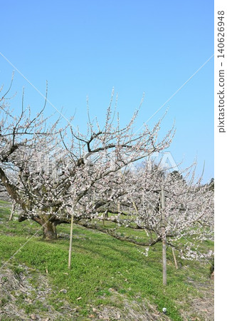 Plum blossoms at Tagami Plum Grove Park (Tagami Town, Niigata Prefecture) Plum blossoms at Tagami Plum Grove Park (Tagami Town, Niigata Prefecture) 140626948