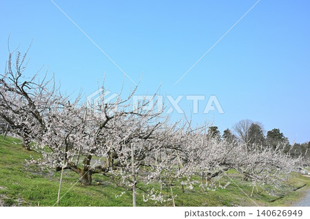 Plum blossoms at Tagami Plum Grove Park (Tagami Town, Niigata Prefecture) Plum blossoms at Tagami Plum Grove Park (Tagami Town, Niigata Prefecture) 140626949