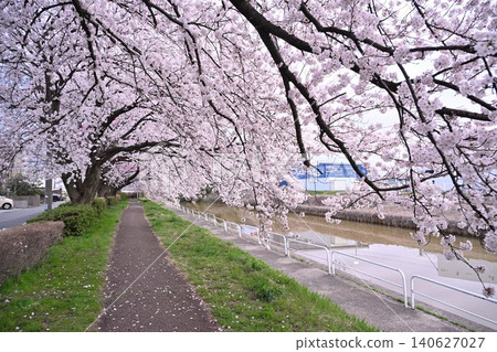 東名櫻花公園(新潟縣新潟市)的櫻花樹 東名櫻花公園(新潟縣新潟市)的櫻花樹 140627027