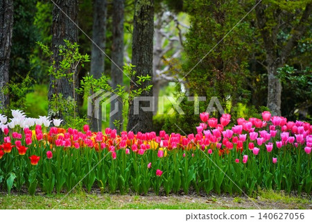Spring image: A field of tulips in full bloom Spring image: A field of tulips in full bloom 140627056