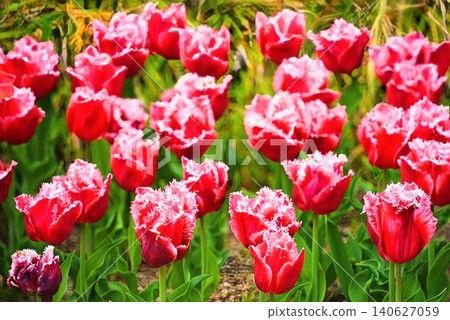 Spring image: A field of tulips in full bloom Spring image: A field of tulips in full bloom 140627059