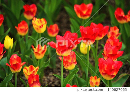 Spring image: A field of tulips in full bloom Spring image: A field of tulips in full bloom 140627063