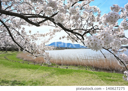 新潟縣新潟市西區佐賀田和角田山的櫻花 新潟縣新潟市西區佐賀田和角田山的櫻花 140627275