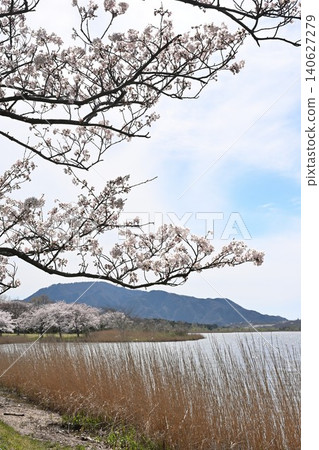 Cherry blossoms at Sagata and Mount Kakuda (Nishi Ward, Niigata City, Niigata Prefecture) Cherry blossoms at Sagata and Mount Kakuda (Nishi Ward, Niigata City, Niigata Prefecture) 140627279