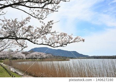 Cherry blossoms at Sagata and Mount Kakuda (Nishi Ward, Niigata City, Niigata Prefecture) 140627280