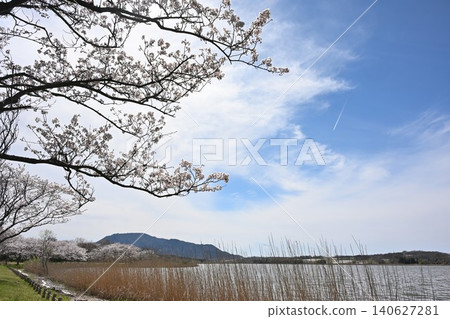 Cherry blossoms at Sagata and Mount Kakuda (Nishi Ward, Niigata City, Niigata Prefecture) 140627281