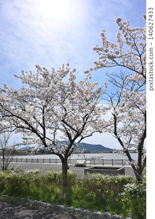 佐賀田潟湖和櫻花的春日景色（新潟縣新潟市西區） 140627433
