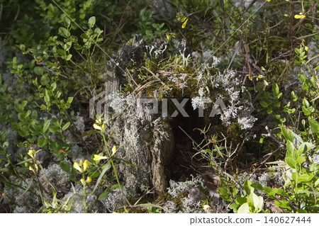 Hollow Mossy Stump with Lichen on Forest Floor Hollow Mossy Stump with Lichen on Forest Floor 140627444