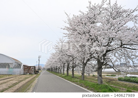 Cherry blossom trees in Nakashiotawara (Minami Ward, Niigata City, Niigata Prefecture) Cherry blossom trees in Nakashiotawara (Minami Ward, Niigata City, Niigata Prefecture) 140627989