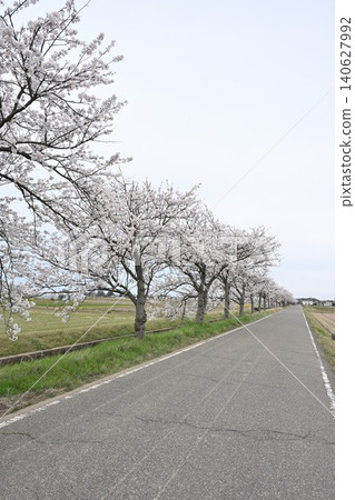 Cherry blossom trees in Nakashiotawara (Minami Ward, Niigata City, Niigata Prefecture) Cherry blossom trees in Nakashiotawara (Minami Ward, Niigata City, Niigata Prefecture) 140627992
