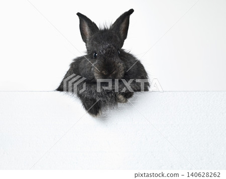 Rabbit, portrait and mockup space in studio for advertising information for market sales or promotion, poster and placard for design. Bunny, billboard and announcement with pet for easter holiday. Rabbit, portrait and mockup space in studio for advertising information for market sales or promotion, poster and placard for design. Bunny, billboard and announcement with pet for easter holiday. 140628262
