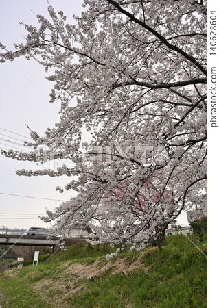 鷲之木長廊(新潟縣新潟市南區)的櫻花 鷲之木長廊(新潟縣新潟市南區)的櫻花 140628604