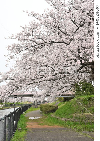 鷲之木長廊(新潟縣新潟市南區)的櫻花 鷲之木長廊(新潟縣新潟市南區)的櫻花 140628607