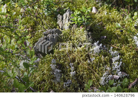 Decaying Tree Stump and Reindeer Lichen in Mossy Forest Decaying Tree Stump and Reindeer Lichen in Mossy Forest 140628796