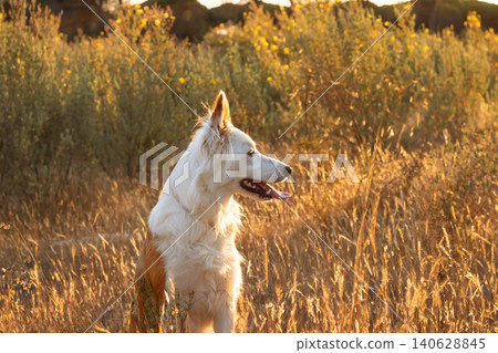 Cute healthy dog in nature during golden hour. Cute healthy dog in nature during golden hour. 140628845