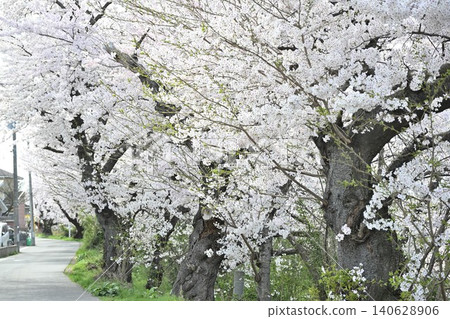 Cherry blossom trees along Toyano Lagoon (Chuo Ward, Niigata City, Niigata Prefecture) 140628906