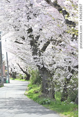 豐野潟湖沿岸的櫻花樹(新潟縣新潟市中央區) 豐野潟湖沿岸的櫻花樹(新潟縣新潟市中央區) 140628907